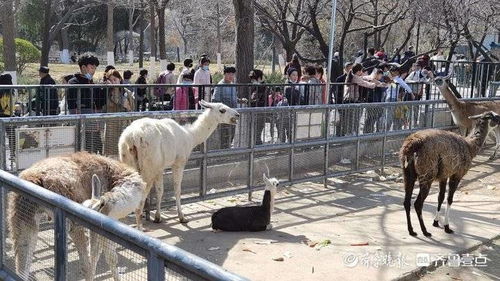 驼羊宝宝取名 巧克力 济南 动物王国 如何给新丁起名