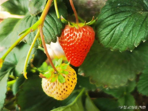 8月份有草莓摘吗 8月份的草莓好吃吗