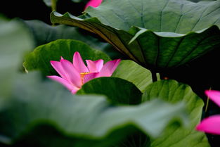 静看世间花开花落