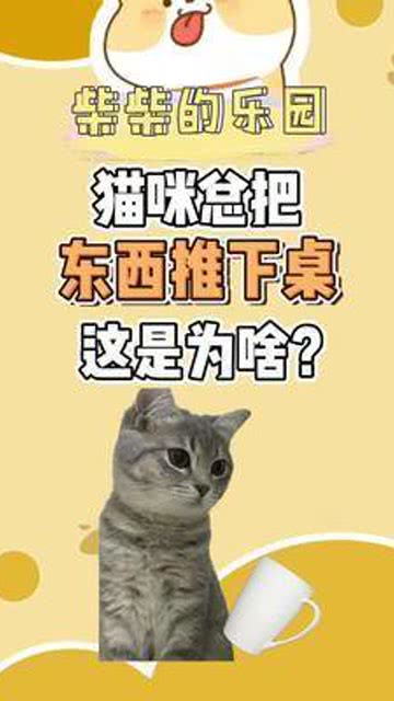 猫咪总是爱推杯子 猫 冷知识 