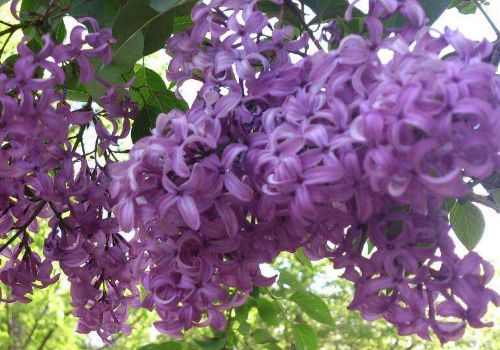 金牛座代表什么花 紫丁香什么时候开花及花语