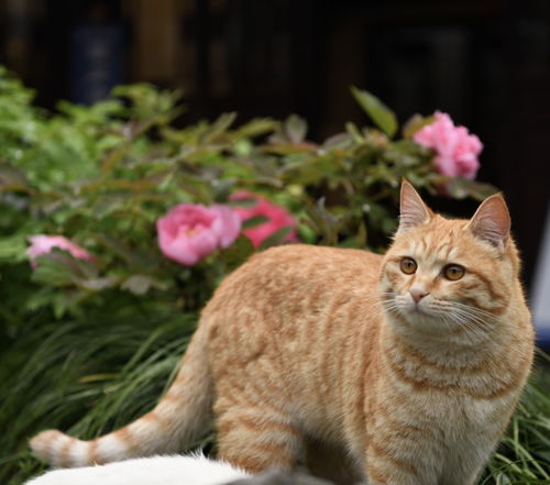 很花的是什么猫,这种花色的是什么猫？就是下面白色上面这种花纹的猫咪？