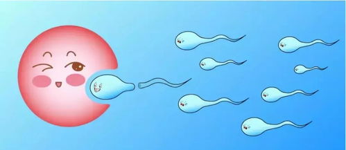 试管婴儿中,卵泡的大小会影响成功率吗
