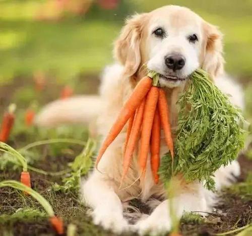 狗狗长期吃胡萝卜好吗 别过量喂食,容易中毒