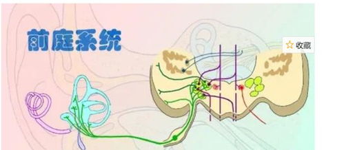 轿车比SUV更容易晕车 专业解答