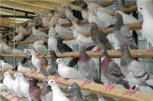 Yunxion环境监测设备在乳鸽养殖中的应用
