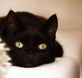 黑猫到底是辟邪还是招邪,有人下了定论,还是专门研究过 