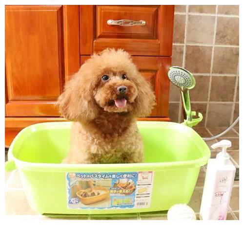 顶新 养宠物小常识可用洗衣液给狗洗澡,狗狗用洗衣液冼澡