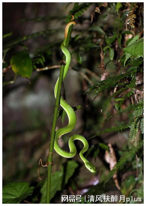 竹叶青蛇 是一种什么样的蛇类生物 它的毒性到底如何