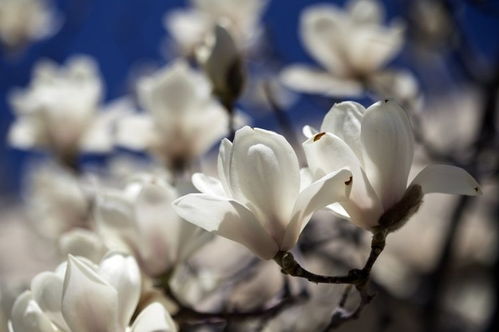 11月下旬,桃花入心,爱情来敲门,这四大星座会甜蜜牵手 活动 