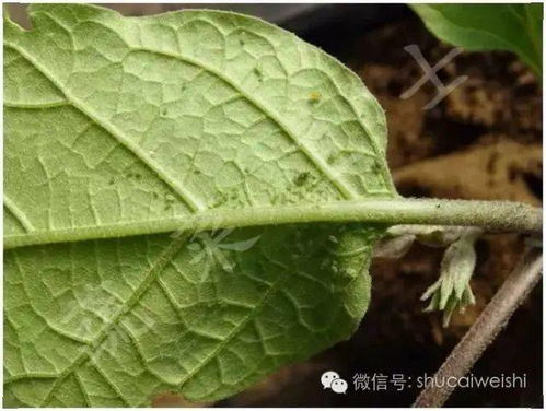 注意 今年蚜虫爆发条件充足,会变形的蚜虫,难以想象的强大