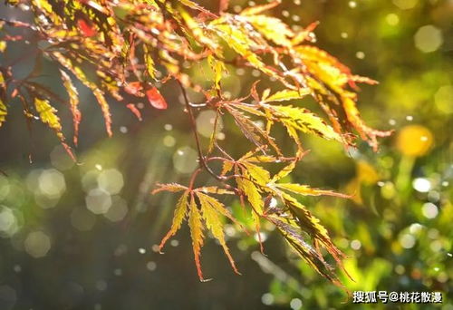 诗词 静夜,倚窗听雨,好美