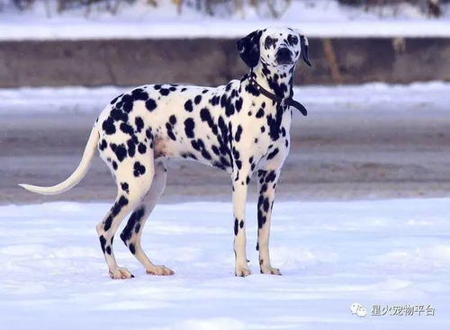 犬瘟病毒携带一定会发病吗（犬瘟热携带者） 第1张