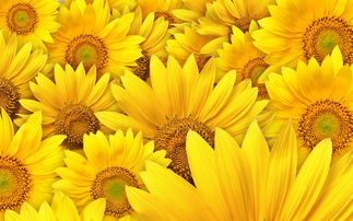 向日葵太阳花花语,向日葵的花语代表什么 ?