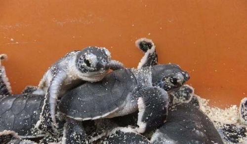 生物科学 海滩对婴儿海龟来说变得更加安全,但海洋中的威胁等待着它们
