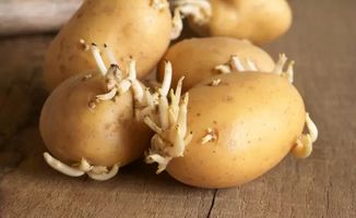 简单最快土豆催芽,土豆几天发芽？