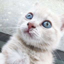一直想要一只蓝色眼睛的猫咪,在闲鱼逛了一两个月了都没有挑中心意的 猫 宠物 小红书 