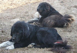 中国本土最优秀牧羊犬 哈萨克犬,如今数量不足千条