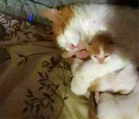 早产的猫咪被抛弃,最后在主人的努力下找到妈妈,画面太暖