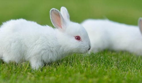 兔子喜欢吃什么,兔子喜欢吃什么草
