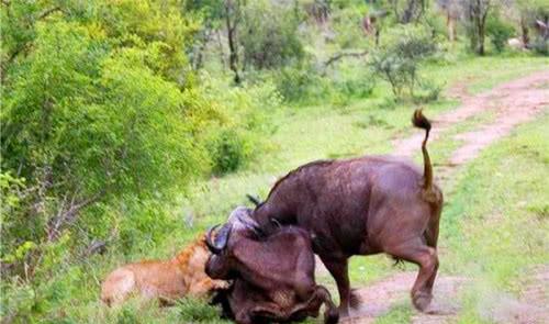 雌雄水牛正在交配,狮子却来打扰捕杀,水牛的举动亮了