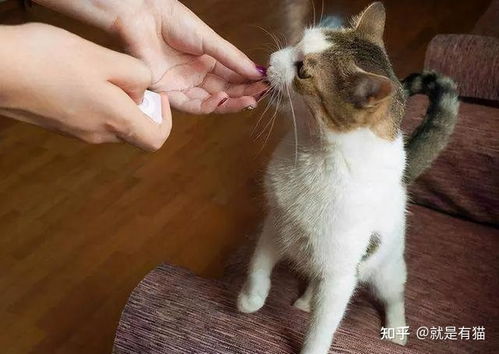 猫咪 舔人 的5大意义,看完你还忍心推开它吗 