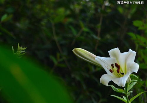 5月底内,缘分跟桃花非常渴望,收获真爱上上签的四大生肖