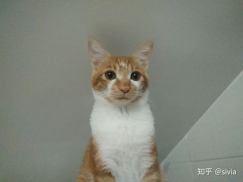 猫为什么会刨水 