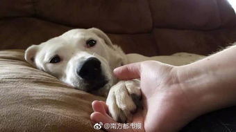 12年,他为北京上万的宠物送走最后一程 