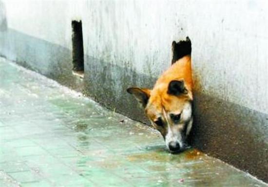 狗狗情愿藏在洞里,靠路人的施舍生活,得知原因后真是让人心寒