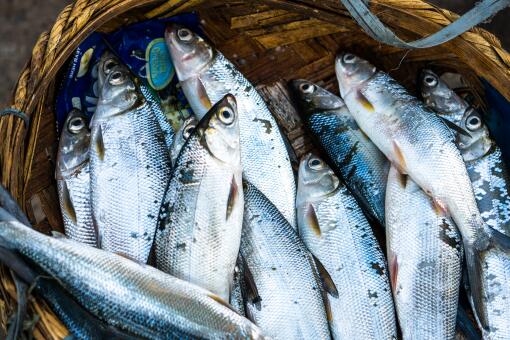 真正的鳕鱼市场价格一般多少钱一斤 人工养殖前景如何 和银鳕鱼有何区别 附种类大全