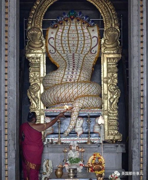印度老哥梦到被蛇咬,跑去庙里祭拜破局... 结果被庙里的真蛇咬了.....