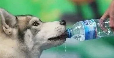 不能让狗狗碰的5种水,对狗狗的伤害极大,第5种最毒