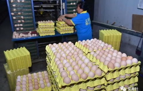 2021年鸡蛋市场供需形势回顾及2022年展望