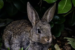 哺乳动物兔子能活多久 怎么养才会长寿 这些养殖要点你都了解了吗