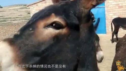 为什么民间说法 驴肉香马肉臭,打死不吃骡子肉 