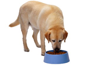 狗狗用餐礼仪的训练方法