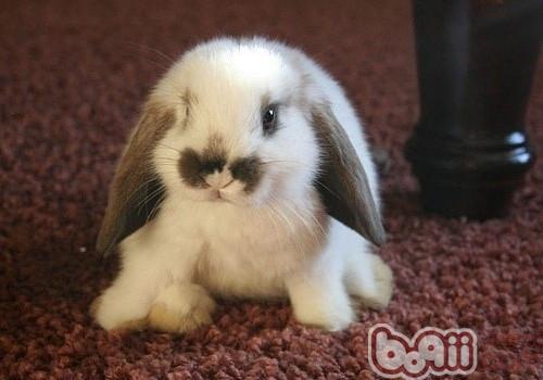 垂耳兔价格 图片 纯种垂耳兔幼犬多少钱一只 垂耳兔好养吗 