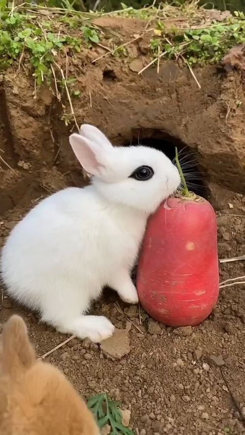 这小白兔真的是又萌又可爱,看着就惹人喜欢,兔子,宠物天团,萌宠 