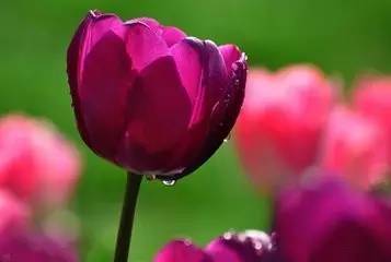 紫色郁金香花语是什么,紫色郁金香：神秘与高贵的象征，蕴含着无尽的情感与故事