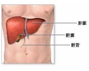 日常生活接触有传染丙肝的可能性吗