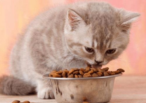 养猫经验 国产猫粮品牌排行榜