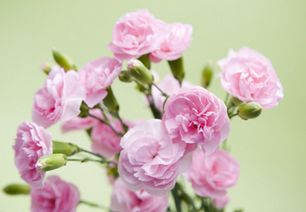 生根粉盆栽康乃馨如何使用？