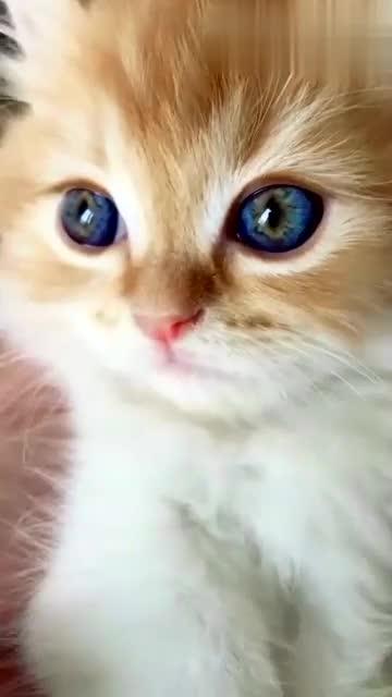 为什么蓝猫的眼睛是橙色？