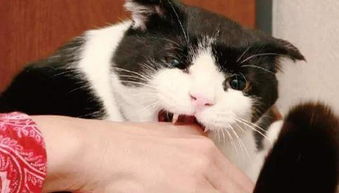 普贝斯 被猫抓咬后,要不要打疫苗