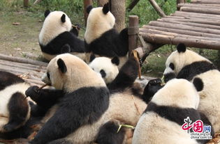 亚洲教育论坛嘉宾们参观成都大熊猫基地