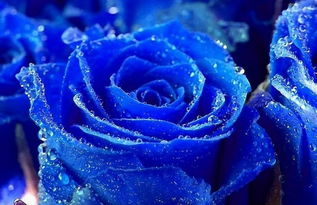 蓝色妖姬花语故事绝美之恋，永不凋零的神秘之花