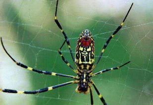 盘点形形色色的蜘蛛网,蜘蛛为什么有这么高的 艺术造诣 
