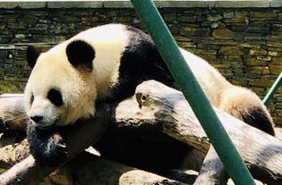 汶川中国卧龙大熊猫博物馆攻略,汶川中国卧龙大熊猫博物馆门票 游玩攻略 地址 图片 门票价格 