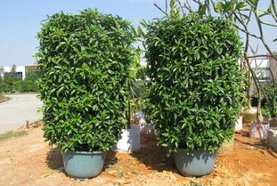 如何养非洲茉莉盆栽,非洲茉莉怎样正确养殖